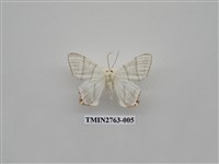 藏品(尺蛾332)的圖片
